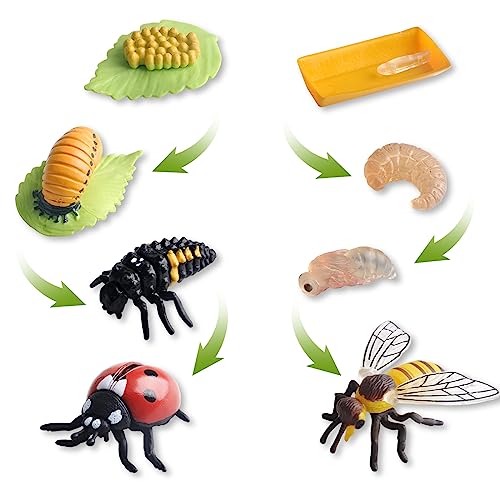 HENGBIRD 8 Stücke Insekt Lebenszyklus Figuren von Honigbiene und Marienkäfer Insekt Tier Wachstumszyklus Kit Montessori Spielzeug Lernwerkzeuge Schule Projekt für Kinder 3 4 5 6 7 8 Jahre alt (A) von HENGBIRD