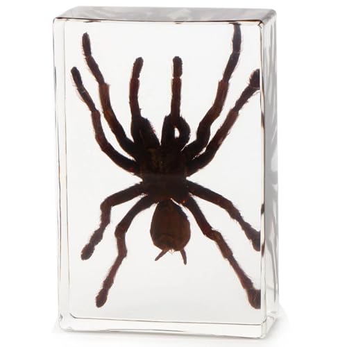 Resin Insekten specimens Spinnenexemplar Simulation im Harz Ornament Käfer Transparenter Desktop Dekorationen Populärwissenschaftliche Bildung Sammlerstücken für Familie und Freunde von HGWJPZ