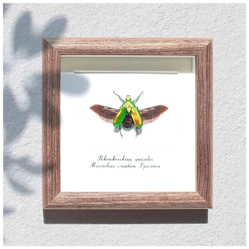 Tierpräparate Insekten Exemplar eines Pothoskäfers Simulation Glasabdeckung Käfer Bugs Anzeigerahmen Desktop-Ornamente handgemachtes Geschenk Sammlerstücke für Familie und Freunde von HGWJPZ