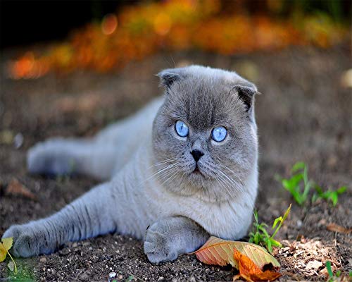 HHYSPA Rahmenlose Malen Nach Zahlen Für Erwachsene Kinder Scottish Fold Katze DIY Digitale Malen Nach Zahlen Kits Auf Leinwand 40X50CM von HHYSPA