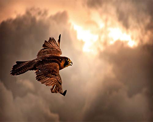 HHYSPA Rahmenloses Malen Nach Zahlen Für Erwachsene Kinder Der Flug Der Wolken EIN Falke DIY Digitales Malen Nach Zahlen Kits Auf Leinwand 40cmX50cm von HHYSPA