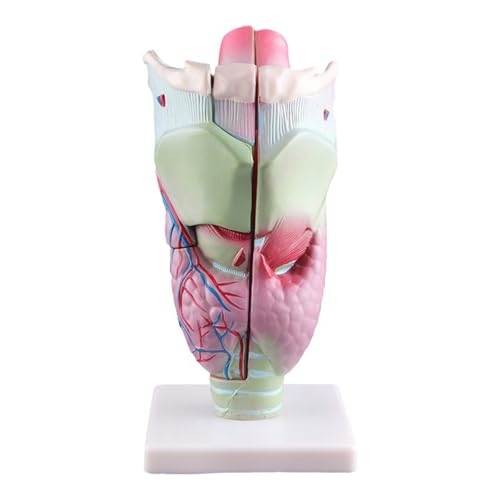 Menschliches Larynx-Modell, menschliche Organe, Lehrwerkzeug, menschlicher Kehlkopf, Anatomie-Modell, vergrößert, anatomisches Larynx-Modell für Schüler von HIOPOIUYT