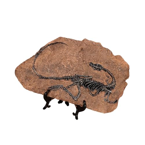 HNsdsvcd Dinosaurier Fossilienharze Dinosaurier Skelettmodell Schädel Statue Knochenfiguren Replikate Für Desktop Buchregal Display von HNsdsvcd