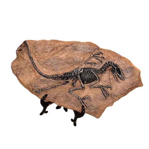 HNsdsvcd Dinosaurier Fossilienharze Dinosaurier Skelettmodell Schädel Statue Knochenfiguren Replikate Für Desktop Buchregal Display von HNsdsvcd