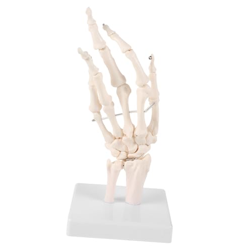 HOMOCONO Handknochen Gelenkmodell Menschliche Hand Anatomisches Modell Handskelett Mit Beweglichen Gelenken Handprothese Für Den Unterricht Flexible Skeletthand Medizinisches von HOMOCONO