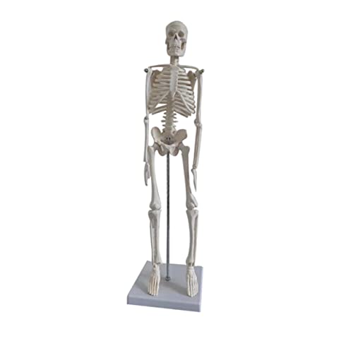 HOMOCONO Modelle Des Menschlichen Skeletts Anatomisches Menschliches Skelett Modell Aus Pvc Wissenschaftliches Skelett Modell Zur Anatomie Darstellung Für Ausbildung Und Dekoration von HOMOCONO