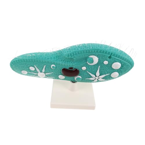 HONITANO Paramecium Strukturmodell mit Ständer Hochdetailliertes Mikroskopisches Organismusmodell Biologisches Lernhilfsmittel für Biologieunterricht Geeignet für Sekundarschule und HONITANO Paramecium Strukturmodell mit Ständer Hochdetailliertes Mikroskopisches Organismusmodell Biologisches Lernhilfsmittel für Biologieunterricht Geeignet für Sekundarschule und von HONITANO