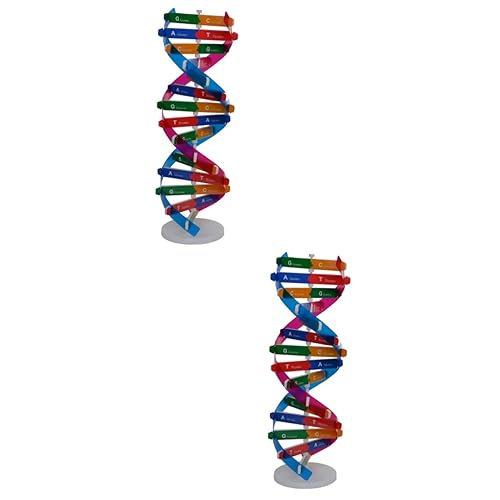 HONMEET 2St wissenschaftliches Spielzeug Kinder Wissenschafts-Kit DNA-Strukturmodell Wissenschaft DNA-Molekülmodell Spielzeug für Kinder DNA-Doppelhelix-Modell Gene Lernwerkzeug von HONMEET