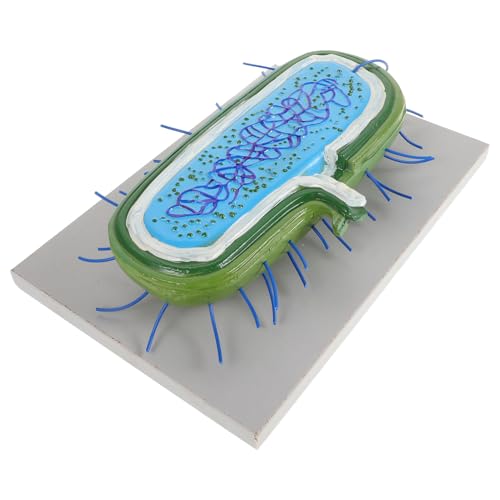 HOOTNEE Bakterienzellmodelle Für Den Naturwissenschaftlichen Unterricht in Der Biologie. Bakterienzellmodell. Biologiezubehör. Lehrmittel. Lehren Bakterienzellmodelle von HOOTNEE