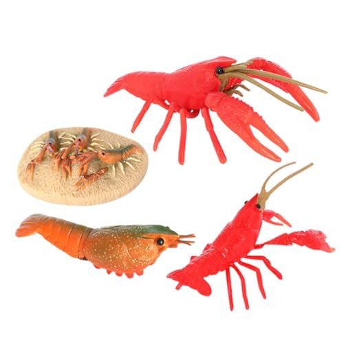 HOOTNEE Kreatives Krebs Lernspielzeug mit Realistischem Wachstumszyklus Pädagogisches Modell für Fördert Naturwissenschaftliche Bildung Kognitive Entwicklung und Neugier Lebewesen HOOTNEE Kreatives Krebs Lernspielzeug mit Realistischem Wachstumszyklus Pädagogisches Modell für Fördert Naturwissenschaftliche Bildung Kognitive Entwicklung und Neugier Lebewesen von HOOTNEE