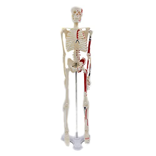 Menschliches Skelettmodell für Anatomie, 45 cm, Ganzkörper-Skelett-Modell mit beweglichen Armen und Beinen für W/B Farbe, menschliches Skelettmodell für Anatomie, kleine Studien von HUANIZI