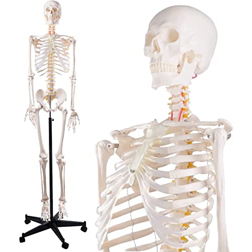 HUQHUMSK Menschliches Skelettmodell 170 cm/68,89 Zoll für medizinische Anatomie. Lebensgroßes anatomisches Skelettmodell mit nervösem Sywith-Rollständer. Nachbildung eines menschlichen Skeletts von HUQHUMSK