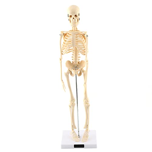 HYEIUIRA1pc Anatomisches Modell des menschlichen Skeletts, medizinisches anatomisches Lehrmittel mit Sockel von HYEIUIRA