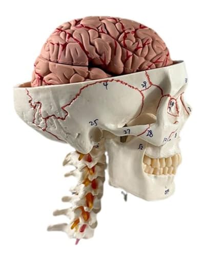 Lebensgroßes menschliches Schädel und Gehirn, Anatomie-Modell, 11-teilig, medizinisches Lehrwerkzeug, 19,8 x 14 x 26,9 cm von Haobase