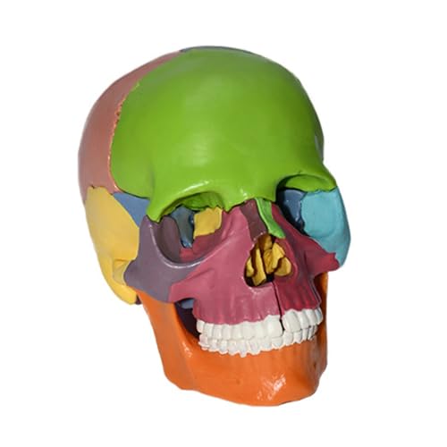 Totenkopf-Modell der menschlichen Anatomie, 15-teiliges abnehmbares Design, 1/2-Größe mit Lernanleitung (15 Teile, Farbe) von Haobase