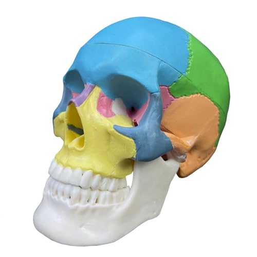 Totenkopf-Modell der menschlichen Anatomie, 3-teiliges abnehmbares Design, 1/2-Größe mit Lernanleitung (3 Teile Farbe) von Haobase