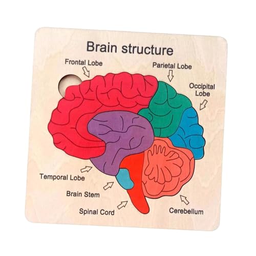Harilla Hölzernes Gehirnpuzzle, Teile des menschlichen Gehirns, Lehrmittel für Feinmotorik, Gehirnstruktur-Puzzle, Frühlernspielzeug für Kleinkinder von Harilla