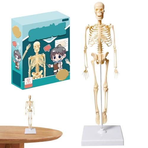 Kleines menschliches Skelettmodell 13,78 Zoll hohes Skelettspielzeug Plastik Kunststoff menschliches Körpermodell für Kinder Realistisches anatomisches Skelettspielzeug mit Basis für Unterrichtsvorf von Hbbgdiy