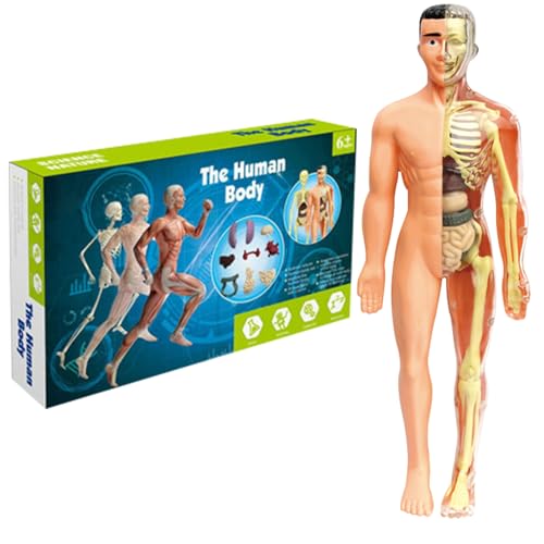 Menschliches Körpermodell für Kinder 11,2 Zoll entfernbarer halbgekrönter menschlicher Anatomie-Modell Realistisches Organ ＆ Skelettwissenschaft Bildungspädagogik Geschenke für Kinder im Alter von 7 von Hbbgdiy