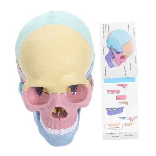 Hemobllo Anatomisches Schädelmodell Abnehmbar Handflächengroß Farbiges Explosionsmodell für Stem Kunst und Medizinunterricht Geeignet für Schüler und Künstler Hemobllo Anatomisches Schädelmodell Abnehmbar Handflächengroß Farbiges Explosionsmodell für Stem Kunst und Medizinunterricht Geeignet für Schüler und Künstler von Hemobllo