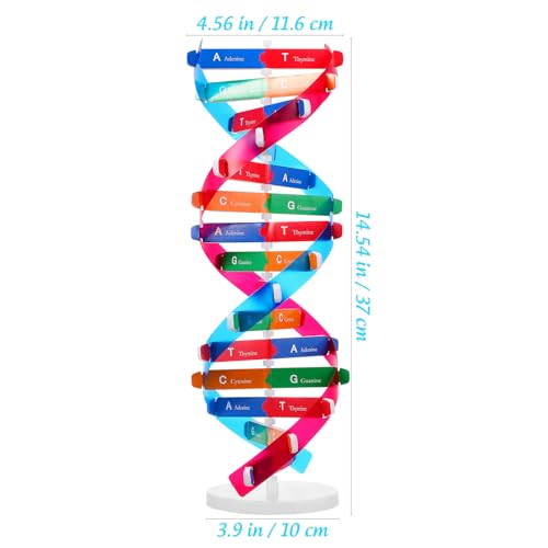 Hemobllo Selbstmontierender DNA-ausstellungsständer, Doppelhelix-Modell, Genetik-lernspielzeug für Kinder, Pädagogisches Biologie-lehrmittel, Mehrfarbig, 14, 5 Zoll Hemobllo Selbstmontierender DNA-ausstellungsständer, Doppelhelix-Modell, Genetik-lernspielzeug für Kinder, Pädagogisches Biologie-lehrmittel, Mehrfarbig, 14, 5 Zoll von Hemobllo