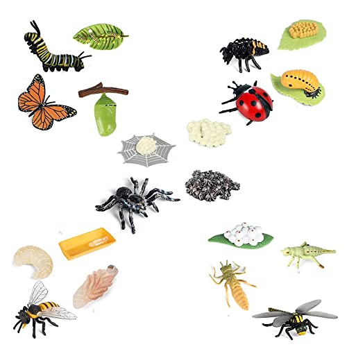 Hermosiey Leben Zyklus Figuren Von Schmetterling, Spinne, Biene, Marien, Libelle, Kunststoff Insekten Figuren, Spielzeug, Schul Projekt für Kinder von Hermosiey