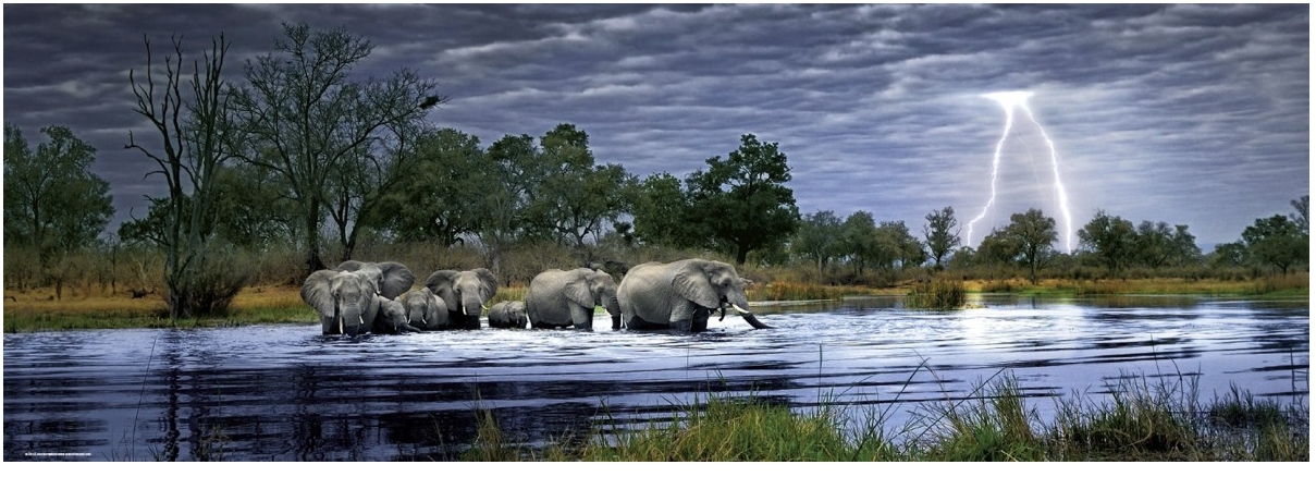 Heye Alexander von Humboldt: Herde Elefanten 2000 Teile Puzzle Heye-29508 Heye Alexander von Humboldt: Herde Elefanten 2000 Teile Puzzle Heye-29508 von Heye