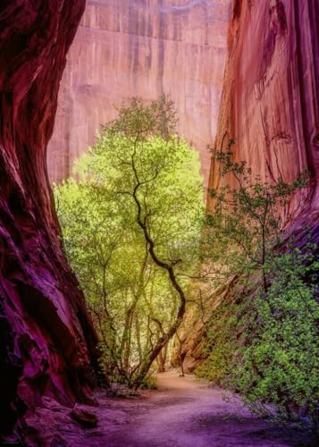 Singing Canyon Puzzle: 1000 Teile Singing Canyon Puzzle: 1000 Teile von Heye