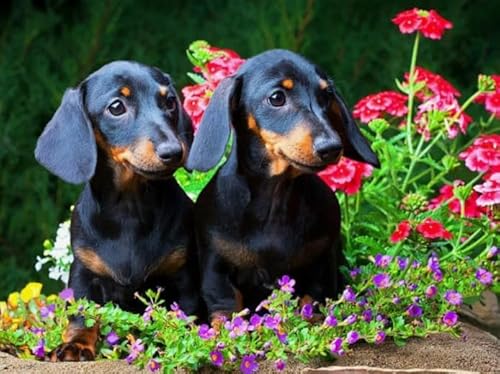 Puzzles 1000 Piece,Dachshunds Picture,Erwachsenes Herausforderung Spiel,Wand Kunst Dekoration,Children's Educational Puzzle Toys Tr121Gf von HfmQuisutron