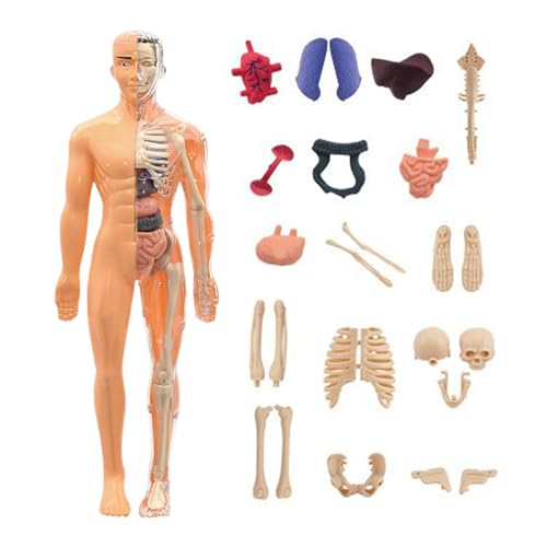 Hogvinnatil Anatomiemodell des Menschlichen Körpers 3D | Realistische Anatomische Modelle | Lehrreiches Bauspielzeug für Kinder ab 6 Jahren, für Wissenschaftslehrer, Schule, Hochschule, Homeschooling Hogvinnatil Anatomiemodell des Menschlichen Körpers 3D | Realistische Anatomische Modelle | Lehrreiches Bauspielzeug für Kinder ab 6 Jahren, für Wissenschaftslehrer, Schule, Hochschule, Homeschooling von Hogvinnatil