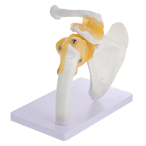 1Stk Schultermodell Bändermodell Anatomiemodelle Schultergelenkmodell Modell der Schulteranatomie Mann schaufensterpuppe maneküre- set menschliches Skelettmodell Knochenmodell PVC Hohopeti von Hohopeti