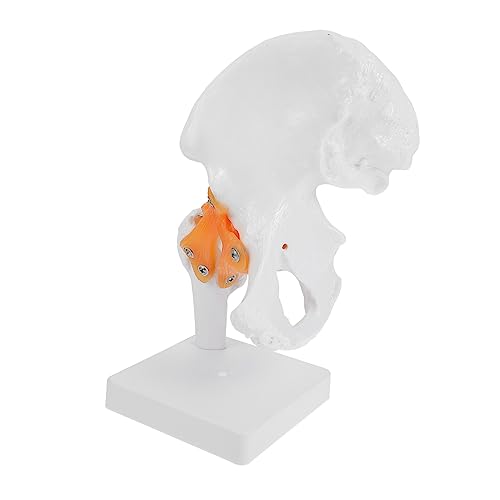 Hohopeti 1 Stk Hip-modell Anatomisches Modell Menschliches Skelettmodell Modell Des Menschlichen Körpers Männchen Körper Schaufensterpuppen Wissenschaftliches Anatomiemodell Mann Pvc von Hohopeti