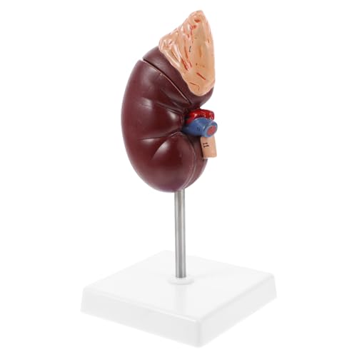 Hohopeti 1Stk Nebennieren-Modell Nierenmodell Modell der Körperteile Biologie Demonstrationsmodell menschliches Torsomodell Nierendissektionsmodell Biologieunterricht Schulbildung Plastik von Hohopeti