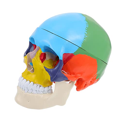 Hohopeti Schädelmodell Totenkopfstatue Männchen Körper Schädel-Lehrmodell anatomisches Modell Mann the skulls totenschädel Modelle gefälschtes Schädelkopfmodell PVC-Schädelkopfmodell von Hohopeti