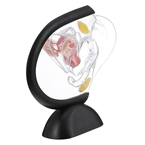 Hohopeti Transparentes Uterus-Modell weibliches Beckenmodell sichtbares Uterusmodell edutools Gebärmuttermodell Transparentes Uterusmodell werkzeug Frauenorganstrukturmodell Lehrmittel PVC von Hohopeti