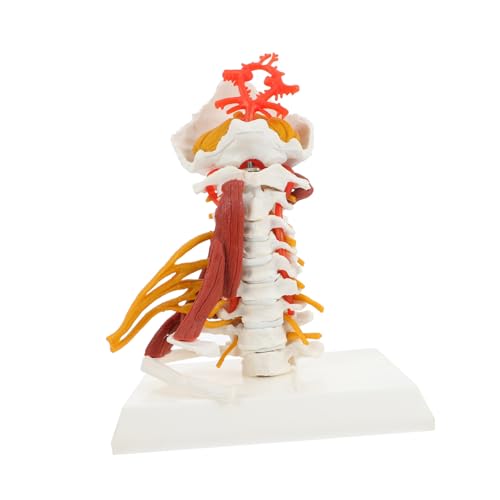 Holibanna Anatomisches Halswirbelsäulenmodell mit Nerven und Muskeln Pvc material Medizinisches Lehrmodell für Ärzte Krankenschwestern und Studenten Realistisches Display zur Holibanna Anatomisches Halswirbelsäulenmodell mit Nerven und Muskeln Pvc material Medizinisches Lehrmodell für Ärzte Krankenschwestern und Studenten Realistisches Display zur von Holibanna