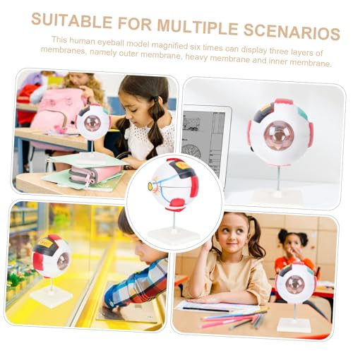 Holibanna Anatomisches Vergrößertes Menschliches Augenmodell PVC Augapfel Lehrmodell mit Abnehmbaren Teilen für Schulunterricht Wissenschaftliche Augenstruktur Demonstration Holibanna Anatomisches Vergrößertes Menschliches Augenmodell PVC Augapfel Lehrmodell mit Abnehmbaren Teilen für Schulunterricht Wissenschaftliche Augenstruktur Demonstration von Holibanna