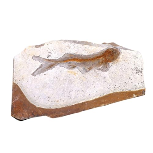 Holibanna Fossilierter Fisch Resin Modell Dekor Klassenzimmer Lehrmaterial Wissenschaftliche Probe für Paläontologie und Bildungszwecke ohne Ständer Holibanna Fossilierter Fisch Resin Modell Dekor Klassenzimmer Lehrmaterial Wissenschaftliche Probe für Paläontologie und Bildungszwecke ohne Ständer von Holibanna