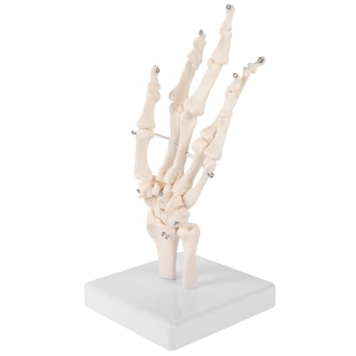 Holibanna Human Hand Skelettmodell für Medizinische Lehre Langlebiges Leicht zu Reinigendes Handknochen Modell mit Beweglichen Gelenken Anatomisches Labs Modell für Unterricht und Studien Holibanna Human Hand Skelettmodell für Medizinische Lehre Langlebiges Leicht zu Reinigendes Handknochen Modell mit Beweglichen Gelenken Anatomisches Labs Modell für Unterricht und Studien von Holibanna