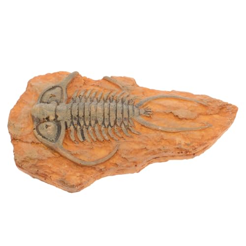 Holibanna Paläontologisches Insektenexemplar Fossilien Dekoration Leichtes Lehrmittel Kompakt Sammlerstück Für Unterricht und Naturwissenschaftliches Lernen Holibanna Paläontologisches Insektenexemplar Fossilien Dekoration Leichtes Lehrmittel Kompakt Sammlerstück Für Unterricht und Naturwissenschaftliches Lernen von Holibanna