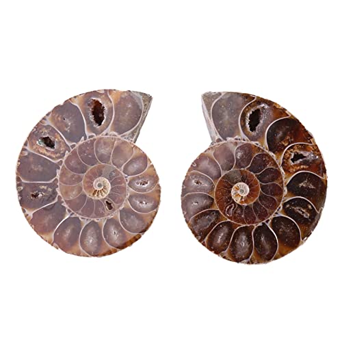 Ammonit-Fossil-Spezial-Muschelsteine und Mineralien für Unterricht und Dekoration von Homepatche