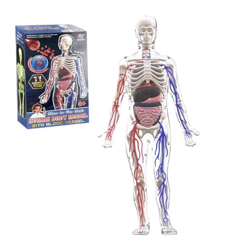 Modell der menschlichen Körperstruktur, 3D-Modell des menschlichen Körpers für Kinder mit abnehmbaren Knochen, Organen und Blutgefäßen für die Anatomie. des Körpers. Lernspiel Modell der menschlichen Körperstruktur, 3D-Modell des menschlichen Körpers für Kinder mit abnehmbaren Knochen, Organen und Blutgefäßen für die Anatomie. des Körpers. Lernspiel von HoveeLuty