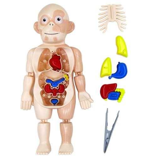 Modell des menschlichen Körpers für Kinder, Anatomie-Spielzeug, DIY-Zusammenbau, Spielzeug des menschlichen Körpers mit inneren Organen und Gliedmaßen, Anatomie-Wissenschaftsspielzeug für Kinder, Früh von HoveeLuty