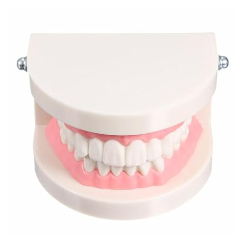 1 Pc Erwachsene Weiß Zahn Modell Standard Dental Lehre Forschung Typhoon Demonstration Stomatologie Lehrmittel von Huhpa