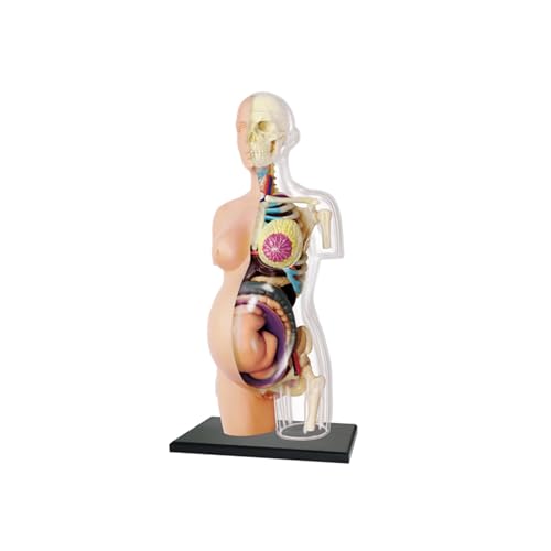 1 Satz Geklärt Transparent Menschlichen Körper Anatomisches Schwangere Modell Menschliches Skelett Anatomie Modell Lehrmittel von Huhpa