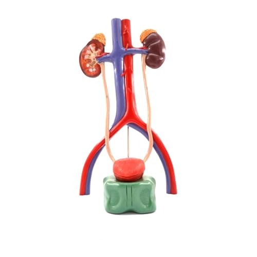 1 Satz dreidimensionales Harnsystemmodell mit Arterie, Vene, Nierenanatomie, medizinisch von Huhpa