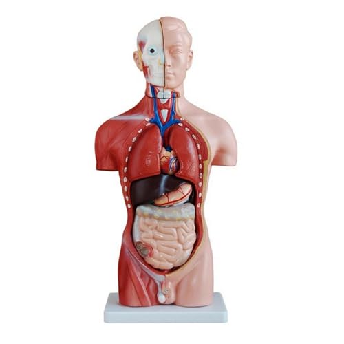 1 Satz menschlicher 42 cm männlicher Torso anatomisches Modell Skelett medizinische Anatomie von Huhpa