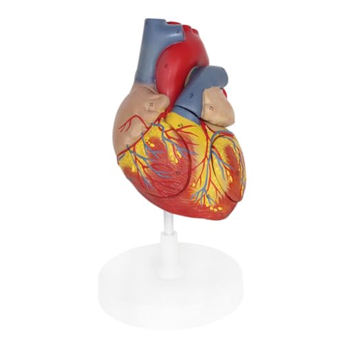 1 Stück, 2-fache Vergrößerung, abnehmbares Anatomiemodell des menschlichen Herzens, Lehrmittel for medizinische Wissenschaft von Huhpa