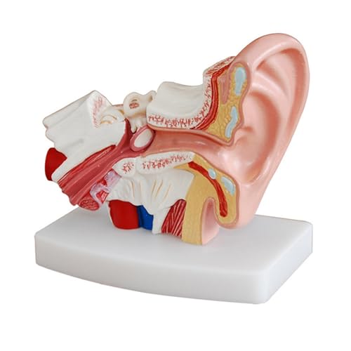 1 Stück 1,5-faches Anatomiemodell des menschlichen Ohrs, das die Organstruktur des zentralen und äußeren Ohrs zeigt. Medizinisches Lehrmaterial von Huhpa