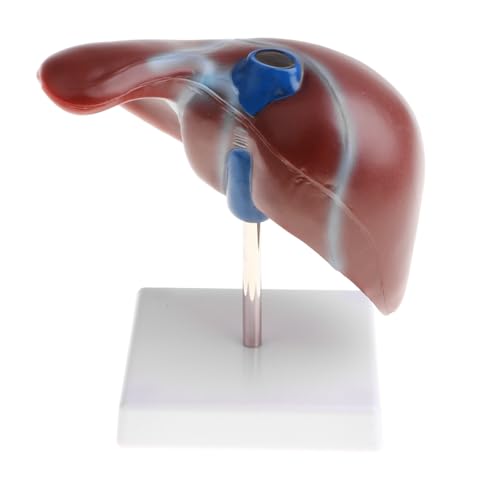 1 Stück 1:1 Lebensgroßes anatomisches menschliches Leberläppchen Gallenblasenmodell mit Bändern Läppchen Gallenblase Gallensystem Schulunterricht von Huhpa